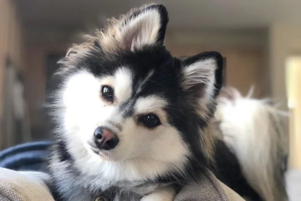 Pomsky 2vettop% Pomsky