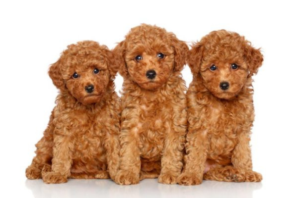 Poodle Toy 1vettop% Poodle Toy