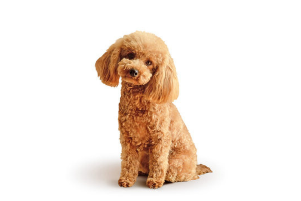 Poodle Toy 2vettop% Poodle Toy