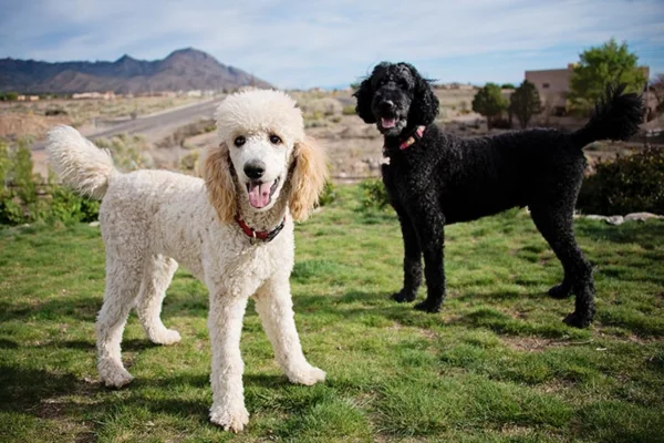 Poodle Gigante 1vettop% Poodle gigante