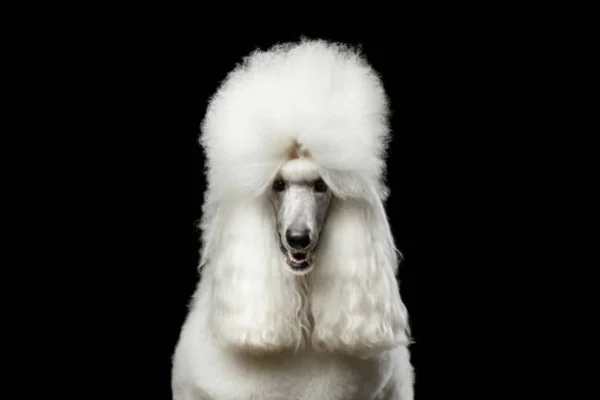 Poodle Gigante 2vettop% Poodle gigante