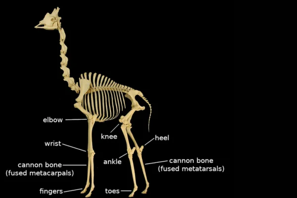 Por que as Girafas Têm Pescoços Tão Longos 2vettop% Por que as Girafas Têm Pescoços Tão Longos