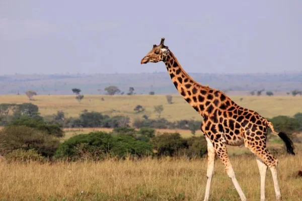 Por que as Girafas Têm Pescoços Tão Longos 1vettop% Animais da ÁfricaDescubra a incrível diversidade da fauna africana, lar de algumas das espécies mais icônicas e fascinantes do planeta. Explore informações detalhadas sobre animais majestosos como leões, elefantes, girafas, rinocerontes e muitas outras criaturas que habitam as vastas savanas, florestas e desertos do continente. Aprenda sobre seus comportamentos, habitats e o papel crucial que desempenham nos ecossistemas da África.