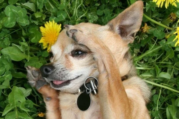 Posso dar antialérgico humano para cachorro? 2vettop% Posso dar antialérgico humano para cachorro
