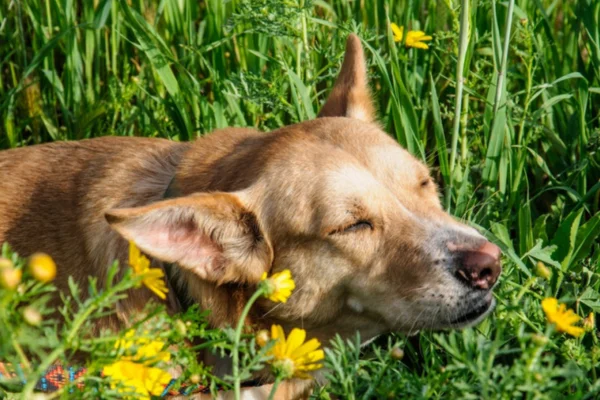 Posso dar antialérgico humano para cachorro? 1vettop% Posso dar antialérgico humano para cachorro
