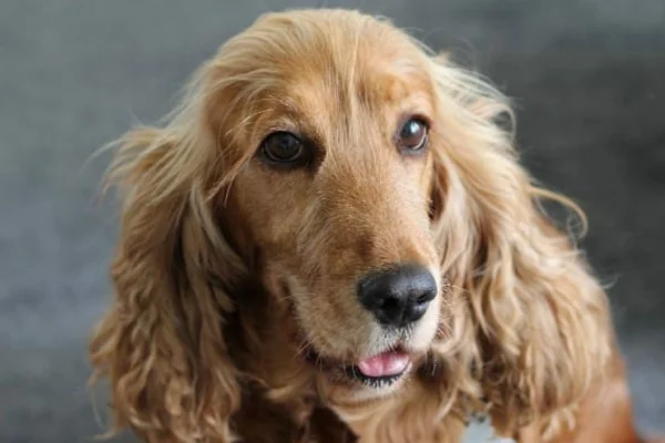 Prednisona e Prednisolona para Cães 1vettop% Prednisona e Prednisolona para Cães