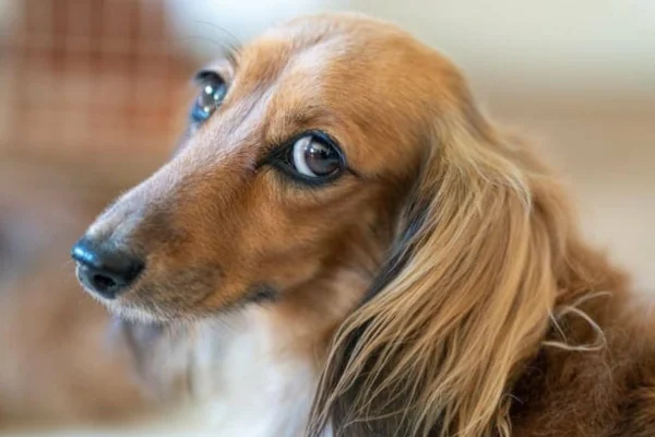 Prednisona e Prednisolona para Cães 2vettop% Prednisona e Prednisolona para Cães