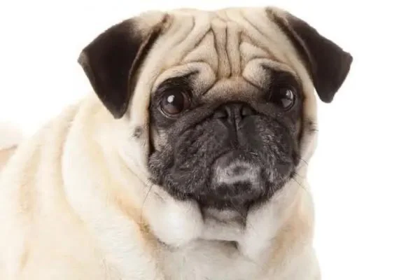 Puggle 2vettop% Puggle
