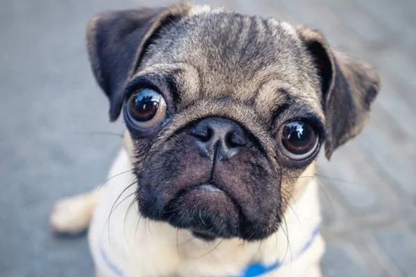 Puggle 1vettop% Puggle