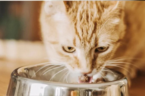 Quantas vezes um gato deve comer por dia? 2vettop% Quantas vezes um gato deve comer por dia (2)