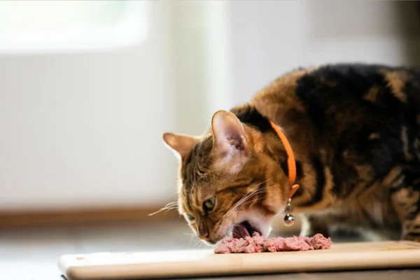 Quantas vezes um gato deve comer por dia? 1vettop% Quantas vezes um gato deve comer por dia (2)
