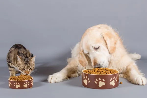 Ração Prohealth - A Escolha Ideal para a Nutrição do Seu Pet 1vettop% Prohealth Food