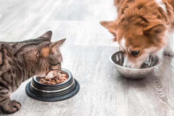 Ração Prohealth - A Escolha Ideal para a Nutrição do Seu Pet 2vettop% Prohealth Food
