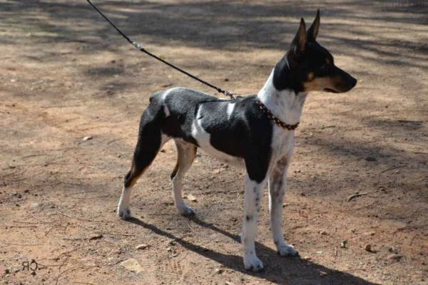 Ratonero Valenciano 2vettop% Ratonero Valenciano