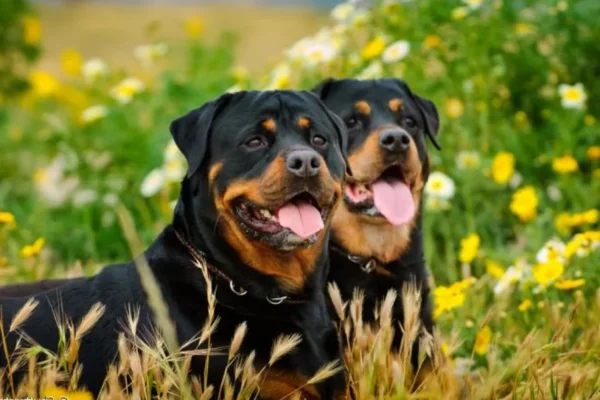 Rottweiler 2vettop% Rottweiler