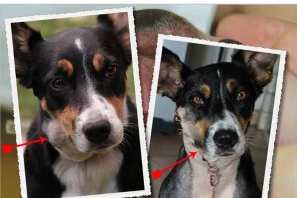 Sarcoma Histiocítico em Cães 2vettop% Sarcoma Histiocítico em Cães