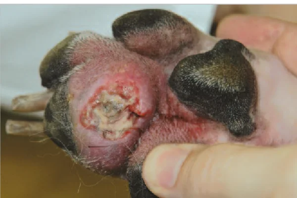 Sarcoma Histiocítico em Cães 1vettop% Sarcoma Histiocítico em Cães