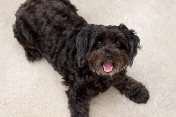 Schnoodle 2vettop% Schnoodle