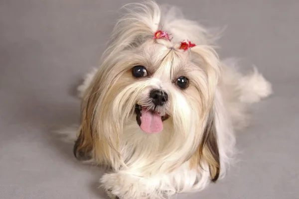 Shih-Tzu Um Guia Completo Sobre Esta Raça 2vettop% Shih-Tzu i (1)