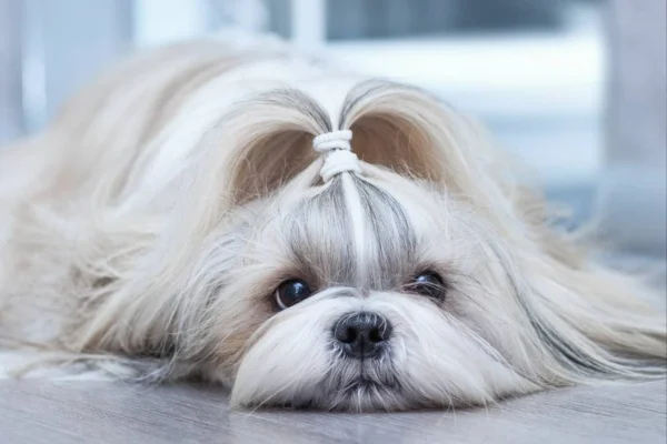 Shih-Tzu Um Guia Completo Sobre Esta Raça 1vettop% Shih-Tzu