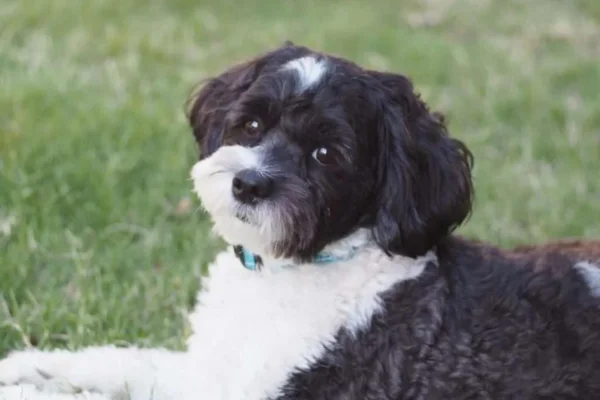 Shih Poo 2vettop% Shih poo