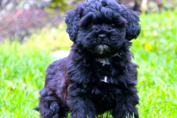 Shih Poo 1vettop% Shih poo