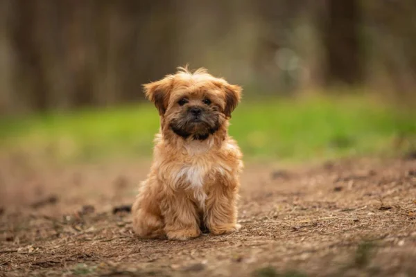 Shorkie 2vettop% Shorkie