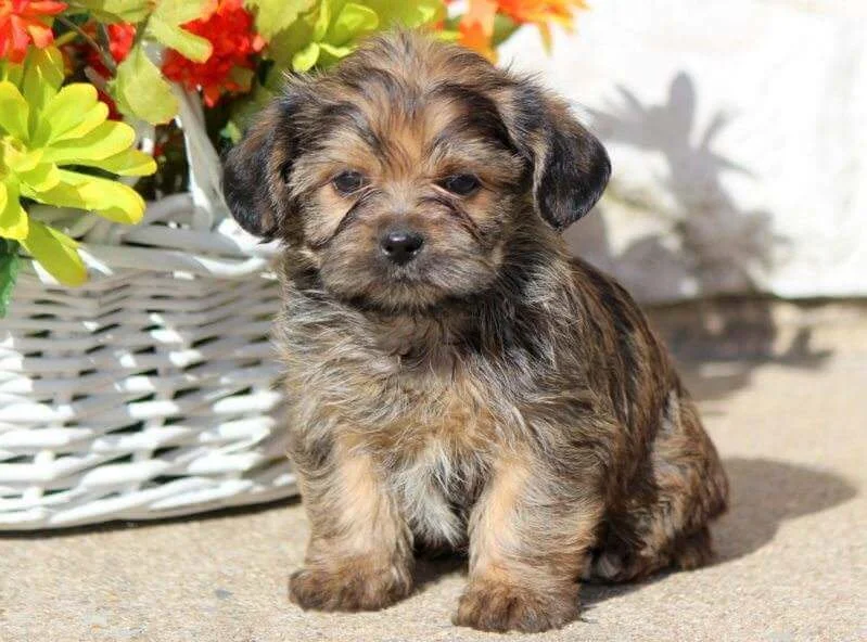 Shorkie 1vettop% Shorkie