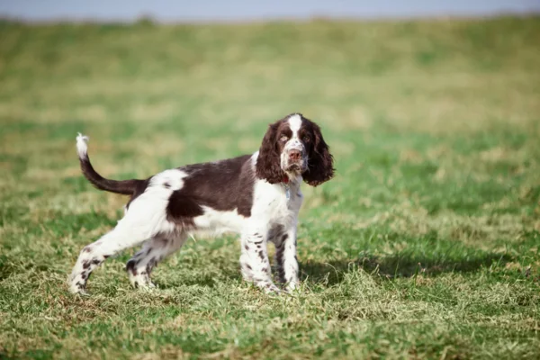 Springel Spaniel Inglês 2vettop% Springel spaniel inglês