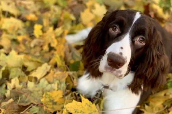 Springel Spaniel Inglês 1vettop% Springel spaniel inglês