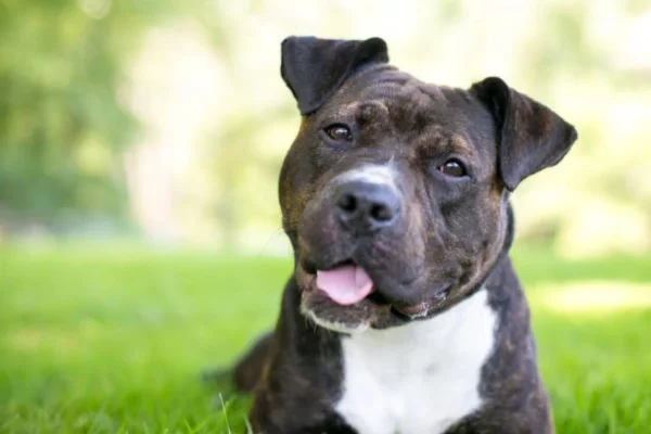 Staffordshire Bull Terrier 2vettop% Staffordshire Bull Terrier