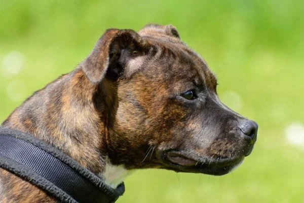 Staffordshire Bull Terrier 1vettop% Staffordshire Bull Terrier
