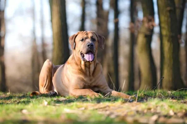 Tosa Inu 2vettop% Tosa Inu
