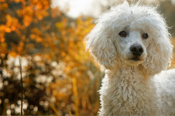Trilostano para Cães: O Que Você Precisa Saber 2vettop% Trilostano para Cães (1)