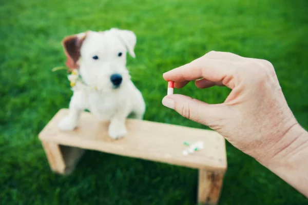 Selegilina para Cães 1vettop% Selegilina para Cães