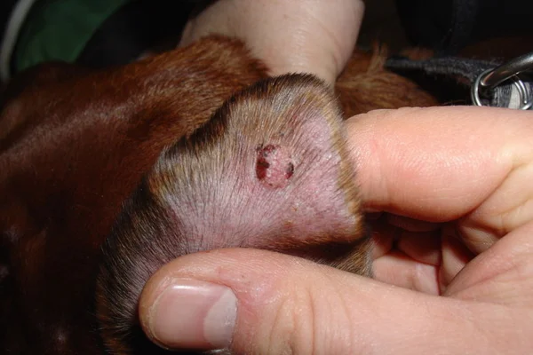 Tumor de pele em cães 1vettop% Obrigado pela visita, conheça também nossos outros trabalhoshttps://www.vettopbr.com/cachorros/https://www.vettopbr.com/pets/https://www.vettopbr.com/tosse-em-caes/Tumor de pele em cães (1)