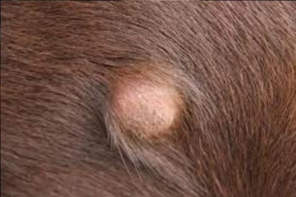 Tumor de pele em cães 2vettop% Tumor de pele em cães (1)