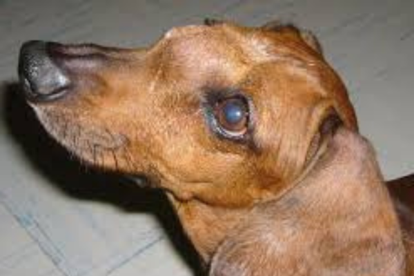 Tumores Nasais em Cães 1vettop% Tumores Nasais em Cães