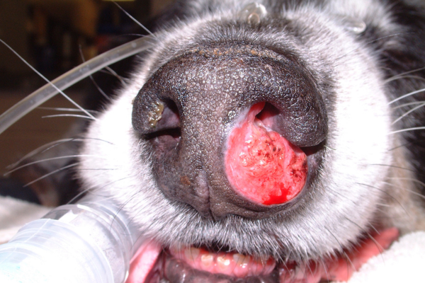 Tumores Nasais em Cães 2vettop% Tumores Nasais em Cães