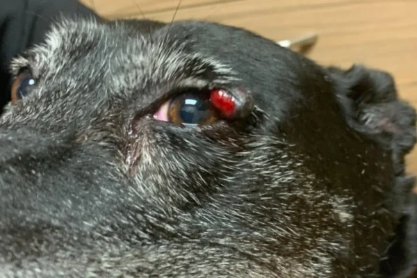 Tumores Oculares em Cães: Causas, Sintomas e Tratamentos 2vettop% Tumores Oculares em Cães