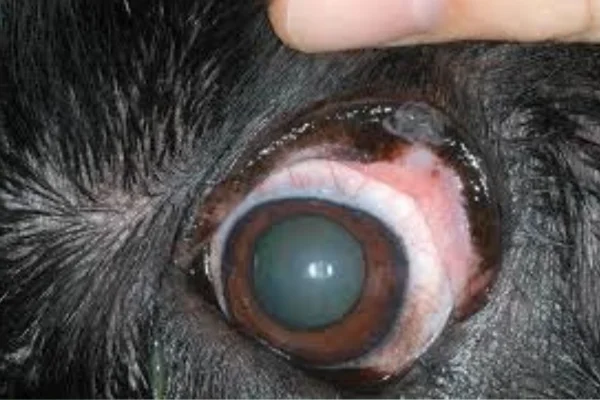 Tumores Oculares em Cães: Causas, Sintomas e Tratamentos 1vettop% Tumores Oculares em Cães