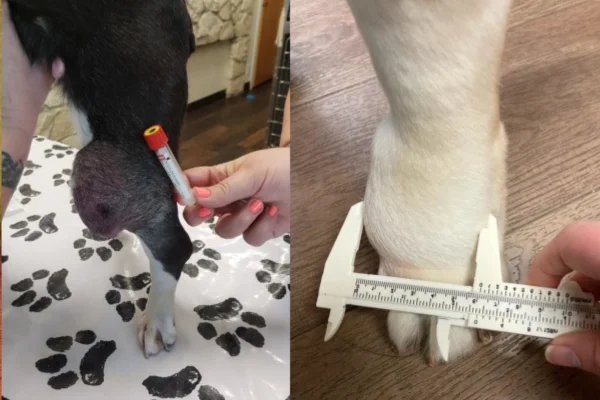 Tumores de Células Mastoides em Cães 2vettop% Tumores de Células Mastoides - O câncer é uma doença que pode afetar qualquer ser vivo, e nossos amigos caninos infelizmente não estão imunes a essa realidade.