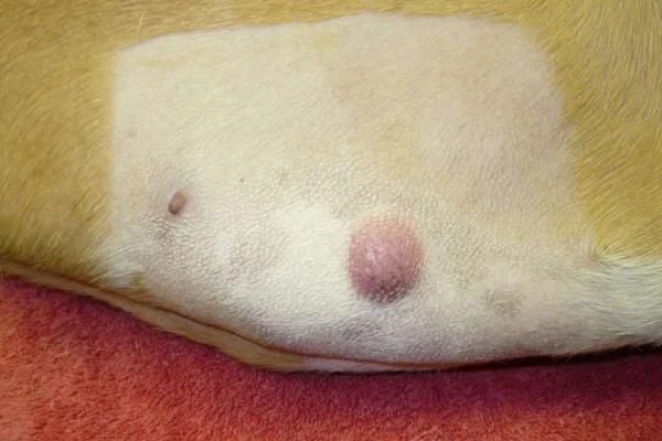 Tumores de Células Mastoides em Cães 1vettop% Tumores de Células Mastoides - O câncer é uma doença que pode afetar qualquer ser vivo, e nossos amigos caninos infelizmente não estão imunes a essa realidade.