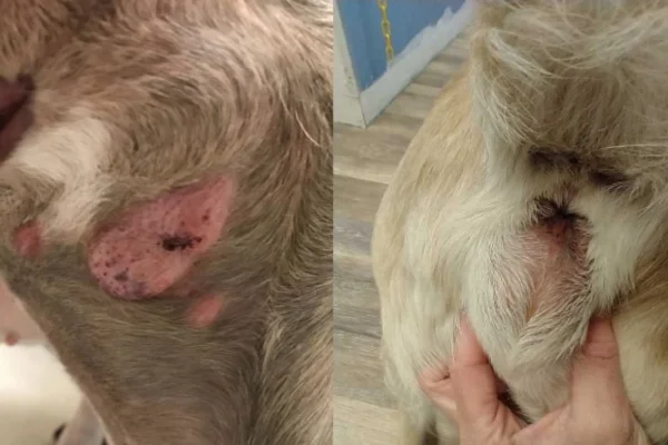 Tumores de Tecidos Moles em Cães 1vettop% Tumores de Tecidos Moles em Cães