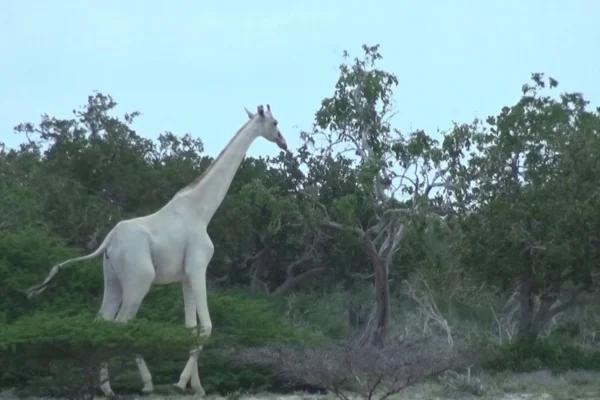 Última Girafa Branca 2vettop% Última Girafa Branca
