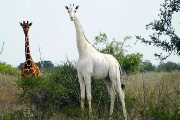 Última Girafa Branca 1vettop% Última Girafa Branca