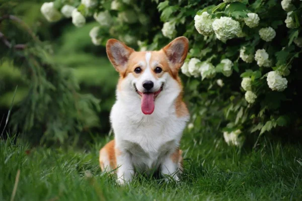 Welsh Corgi Cardigan 2vettop% Welsh Corgi Cardigan