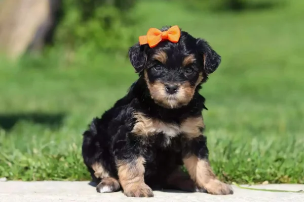 Yorkie Poo 2vettop% Yorkie Poo
