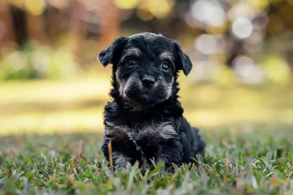 Yorkie Poo 1vettop% Yorkie Poo