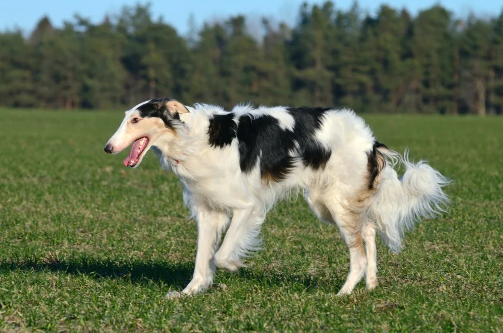 Borzoi 1vettop% Borzoi